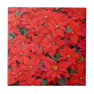 Carreau Red Poinsettias I Christmas Holiday Floral Photo