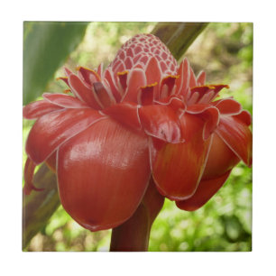Carreau Red Torch Ginger Tropical Flower Photographie