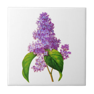 Carreau Redoute Lilacs
