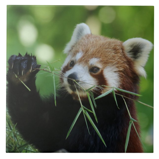 Carreau RedPanda 002 (Devant)
