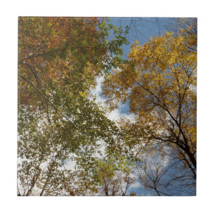 Carreau Regardant les feuilles d'automne II Nature automna