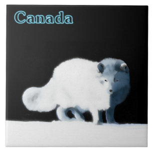 Carreau Renard arctique