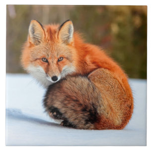 Carreau Renard Rouge En Neige   Yukon