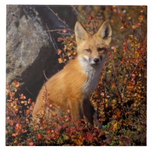 Carreau renard roux, Vulpes vulpes, en couleurs d'automne