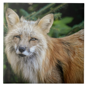 Carreau Renard sauvage