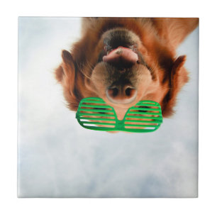Carreau Retriever d'or avec lunettes de soleil vertes