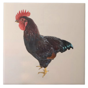 Carreau Rhode Island Red Rooster
