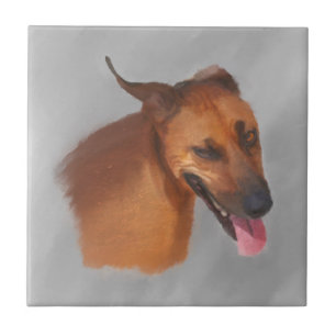 Carreau Rhodesian Ridgeback