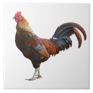 Carreau Rooster Kitchen Decor ajouter un Arrière - plan d