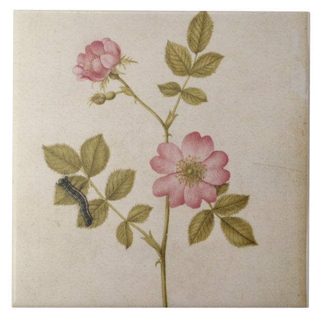 Carreau Rosa Canina - Dogrose et Caterpillar (crayon et (Devant)