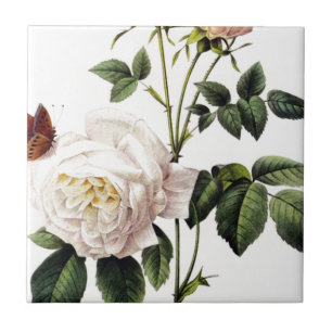Carreau Rose Bengale - Pierre Joseph Redouté.