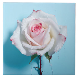 Carreau Rose blanc sur arrière - plan bleu turquoise