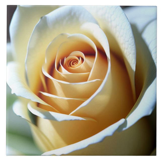 Carreau Rose blanche fraîche (Devant)