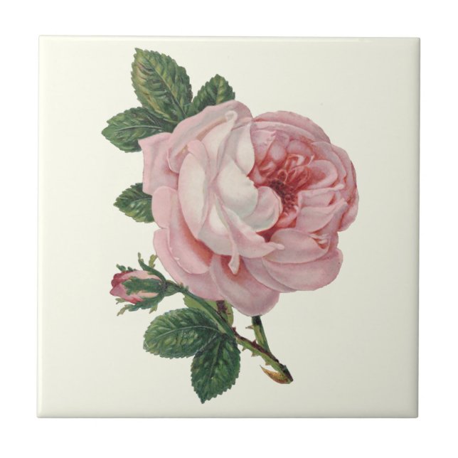 Carreau Rose de chou de Soft Pastel Pink et Feuilles verts (Devant)