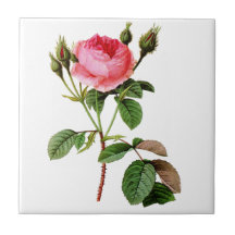 Rose de chou rose par Pierre Joseph Redoute