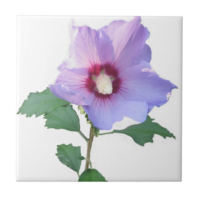 Carreau Rose de Sharron (Devant)