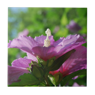 Carreau Rose des fleurs de Sharon