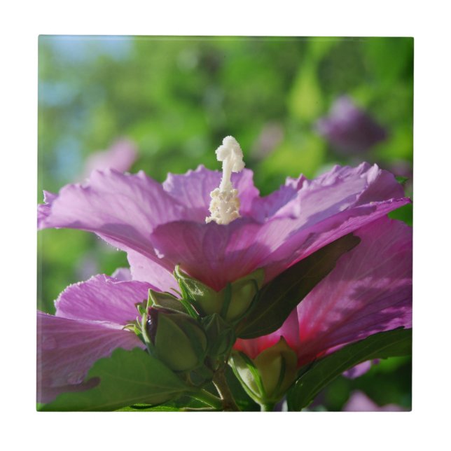 Carreau Rose des fleurs de Sharon (Devant)