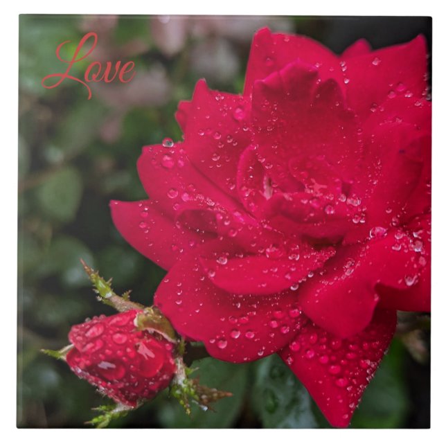 Carreau Rose du matin (Devant)