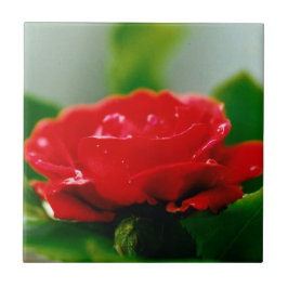 Carreau Rose rouge de la passion couverte de gouttes de ro