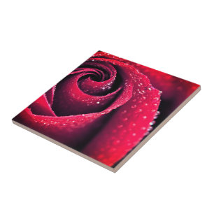 Carreau Rosée du matin aux pétales de rose rouge, photog