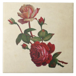Carreau Roses botaniques vintages
