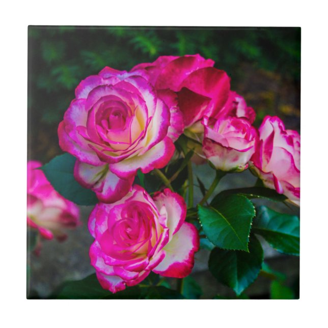 Carreau Roses rouges et blancs (Devant)