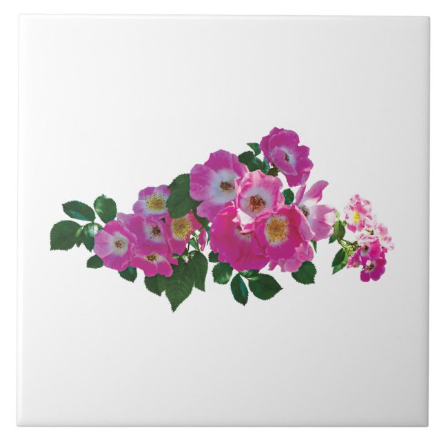 Carreau Rosier grimpant rose (Devant)