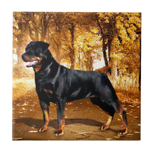 Carreau Rottweiler