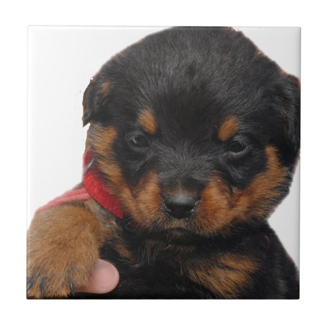 Carreau Rouge de chiot de rottweiler (Devant)