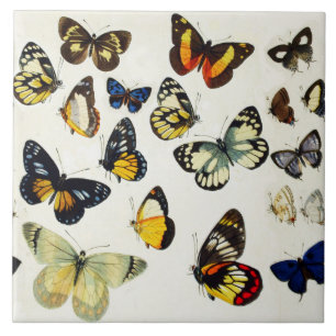 Carreau ROUGE JAUNE BLEU BLANC BUTTERFLIES Beauté Nature