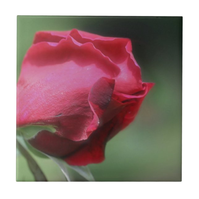 Carreau Rouge Rosebud Flower Nature (Devant)