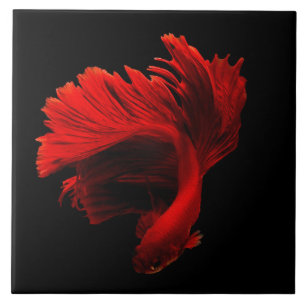 Carreau Ruby Red Siamese Lutter contre le poisson