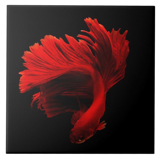 Carreau Ruby Red Siamese Lutter contre le poisson (Devant)
