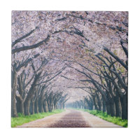 Ruelle de fleurs de cerisier