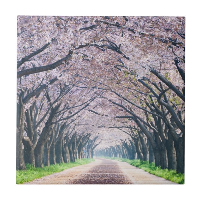 Carreau Ruelle de fleurs de cerisier (Devant)