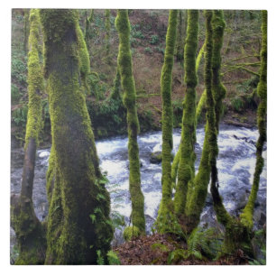 Carreau Runoff from Bridal Veil Falls