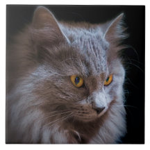Russie bleu gris Nebelung Chat mur Art