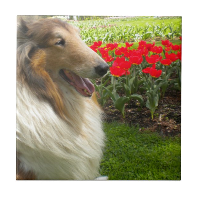Carreau Sable Collie N Tulips Tile Trivet (Devant)