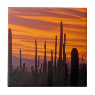 Carreau Saguaro, coucher de soleil, Parc national de Sagua