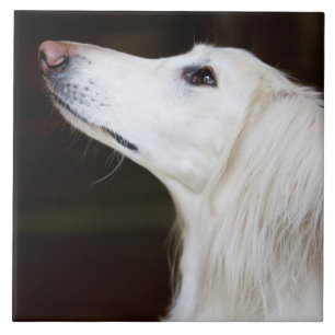 Carreau Saluki recherchant