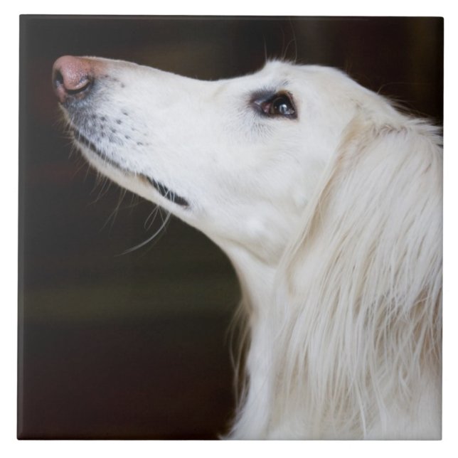 Carreau Saluki recherchant (Devant)