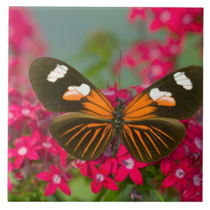 Carreau Sammamish Washington Photographie d'un papillon su