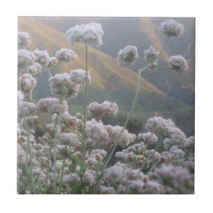 Carreau Sarrasin de la Californie