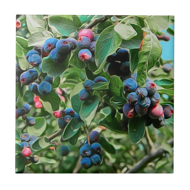 Carreau Saskatoon (Devant)