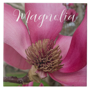 Carreau Saucer rose Magnolia Blossom Floral