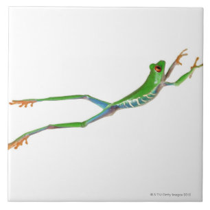 Carreau Sauter observé par rouge de grenouille d'arbre