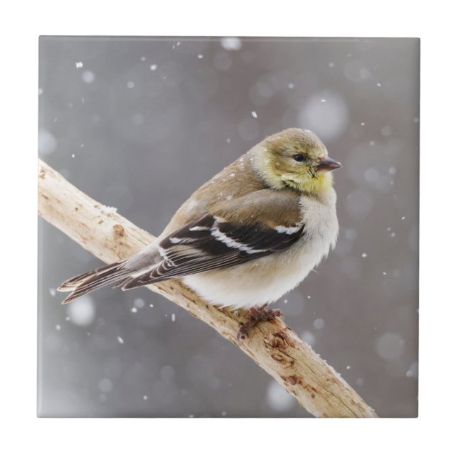 Carreau Scène de neige d'oiseau d'hiver - chardonneret (Devant)