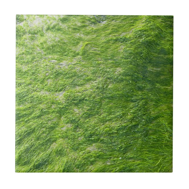 Carreau Sea Moss Green Nature Plage d'herbe Nautique (Devant)