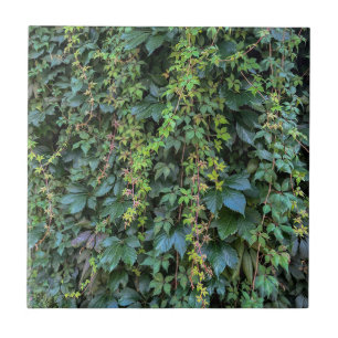 Carreau Serene Green Ivy Wall Suspendre Vins Plantes Feuil